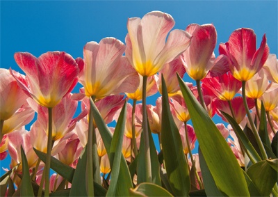 Tulpen Tulips 005