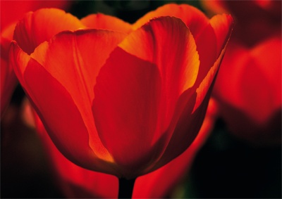 Tulpen Tulips 012