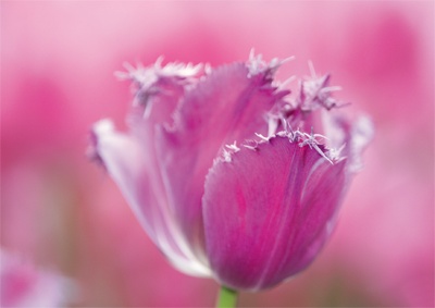 Tulpen Tulips 017