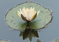 Seerosen water lilies Nymphea 011