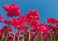 Tulpen Tulips 004