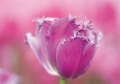 Tulpen Tulips 017